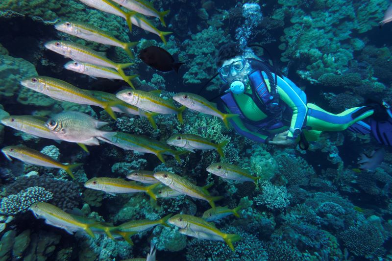 guy wearing scuba suit looking at yellow fishes