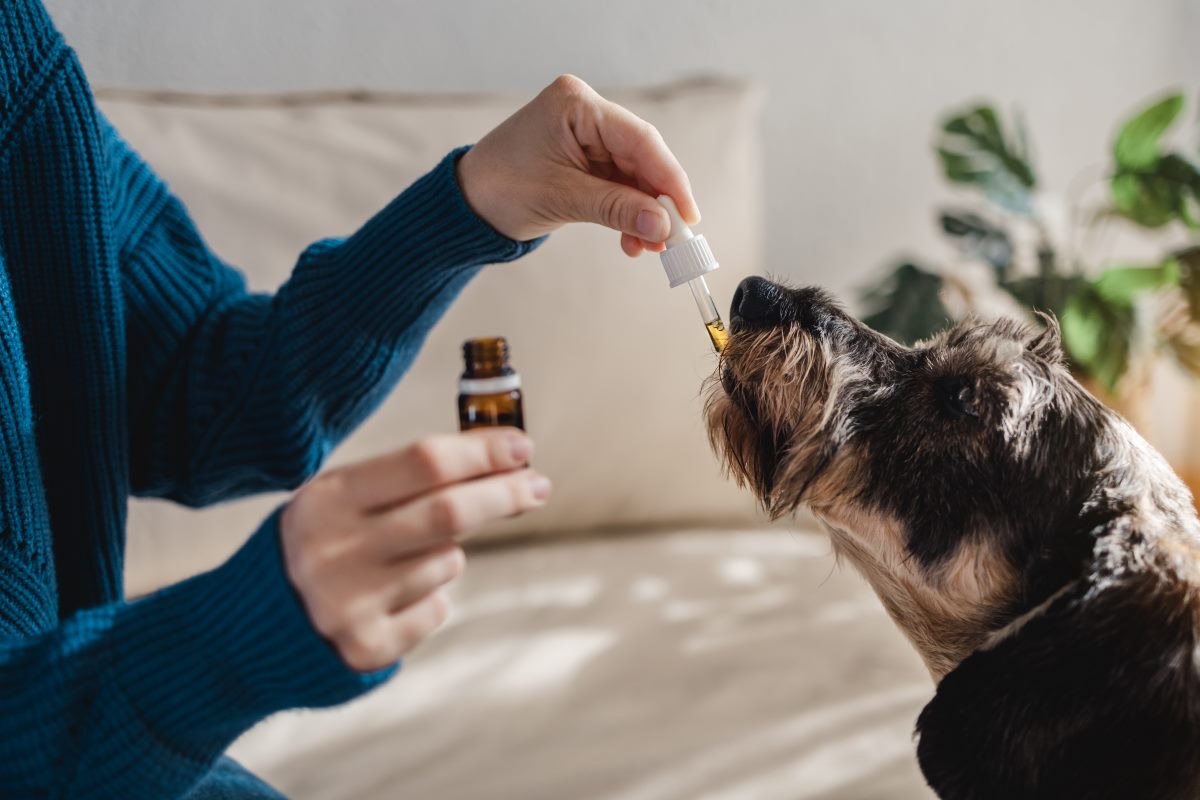 pet dog taking hemp oil canine