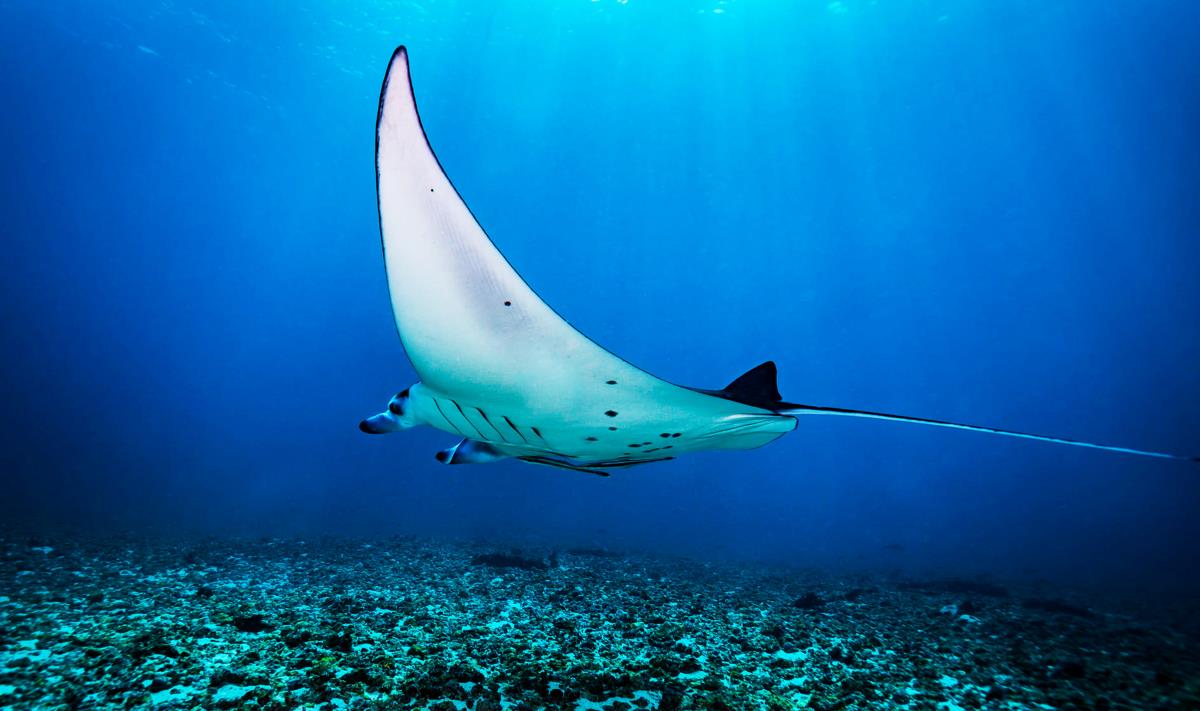 scuba diving in hawaii