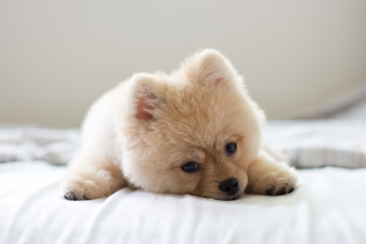 pomeranian dog