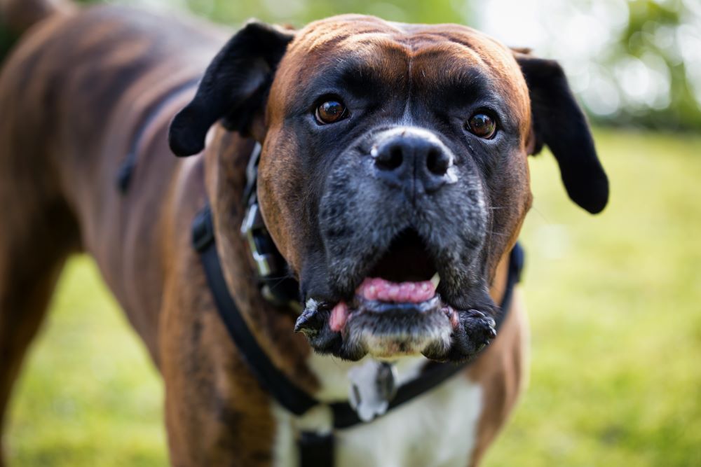 big boxer dog