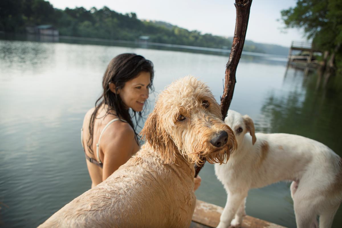 portuguese water dog