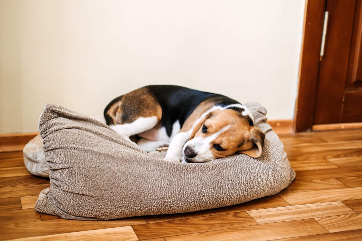 diarrhoea in puppies