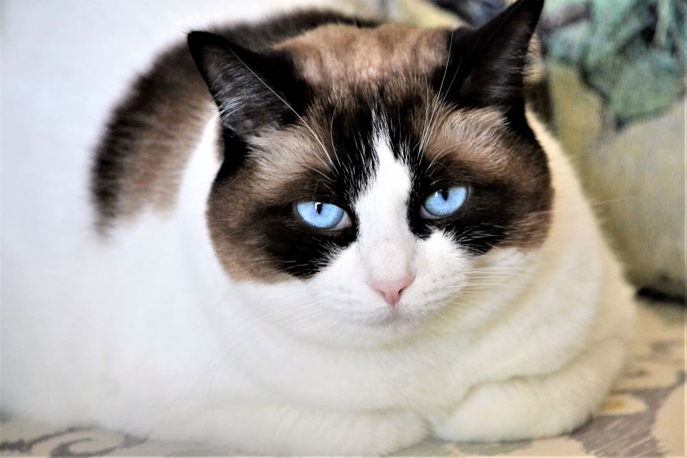 Ragdoll Cats Cat Breed Information & Characteristics