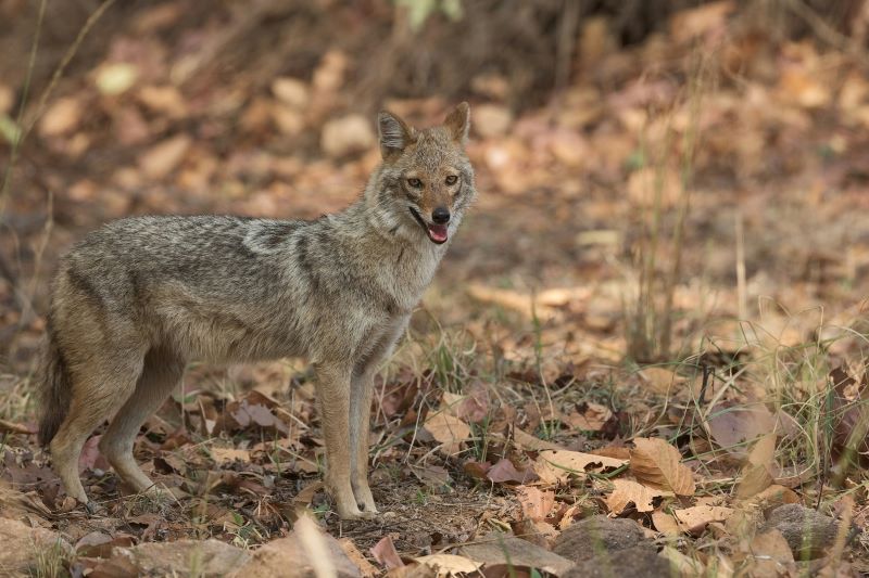 a fox in ralamandal forest