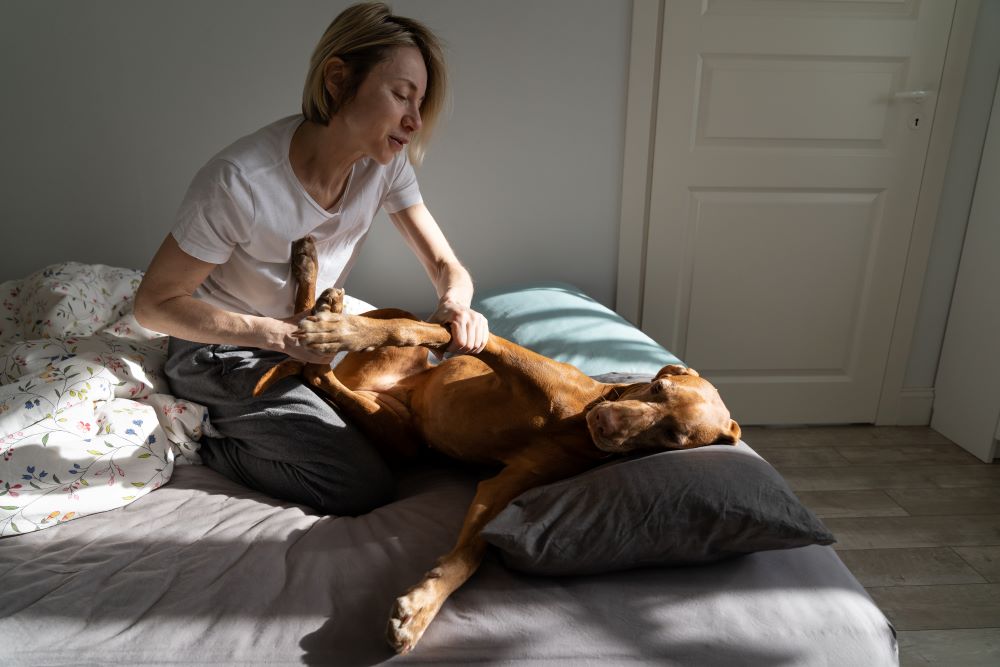 vizsla dog in bed