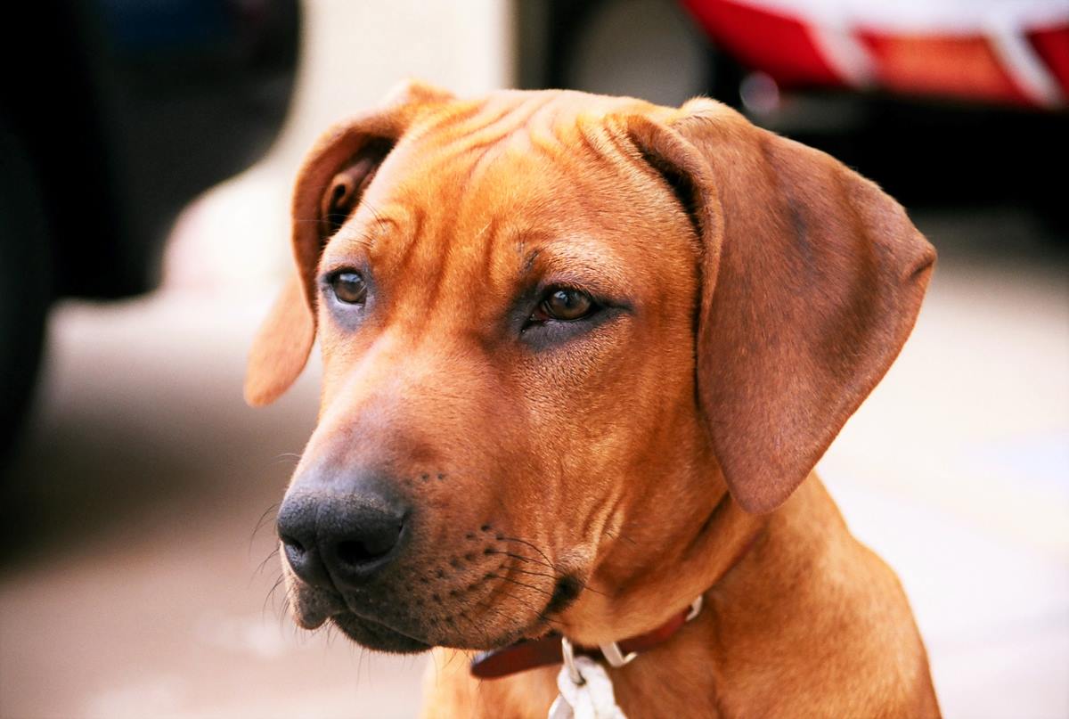 rhodesian ridgeback dog