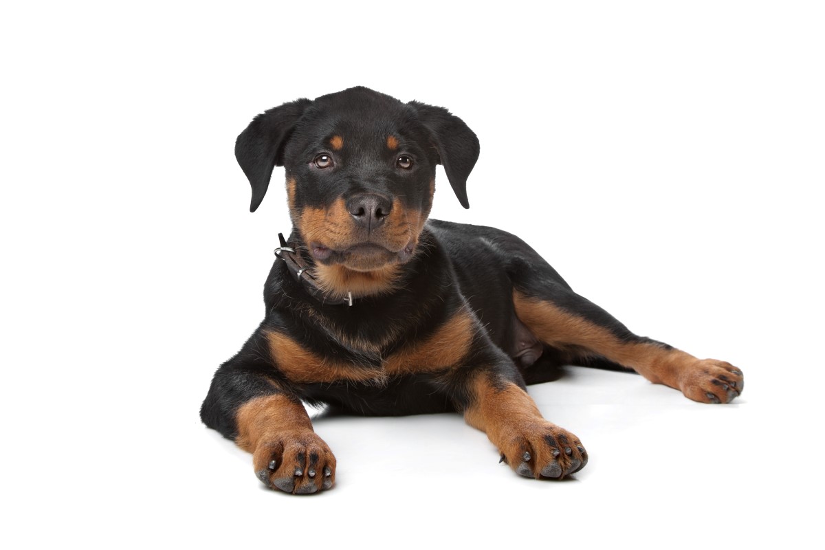 rottweiler dog