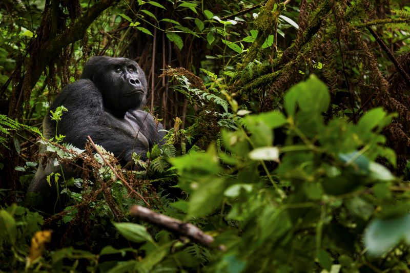one gorilla in rwanda volcanoes park