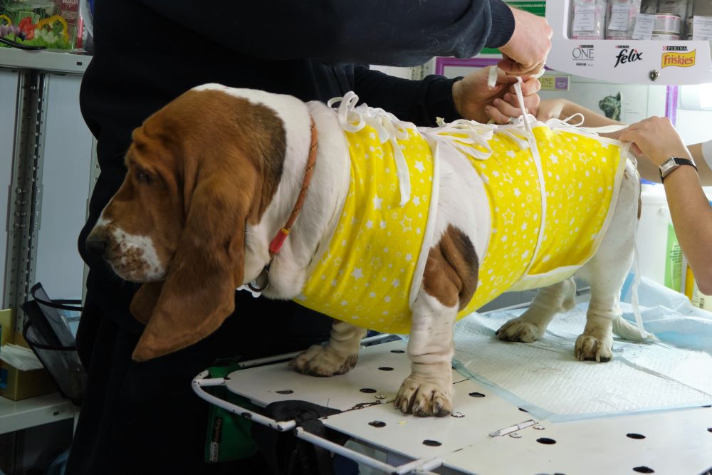 basset hound dog with health problem
