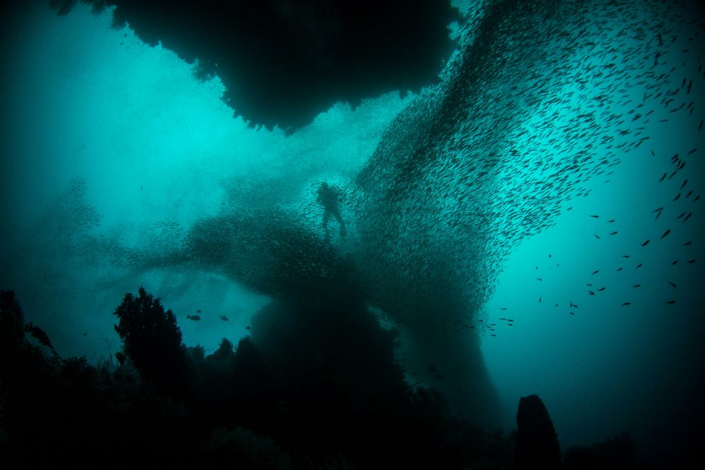 bunch of fishes surrounded by a scuba diver