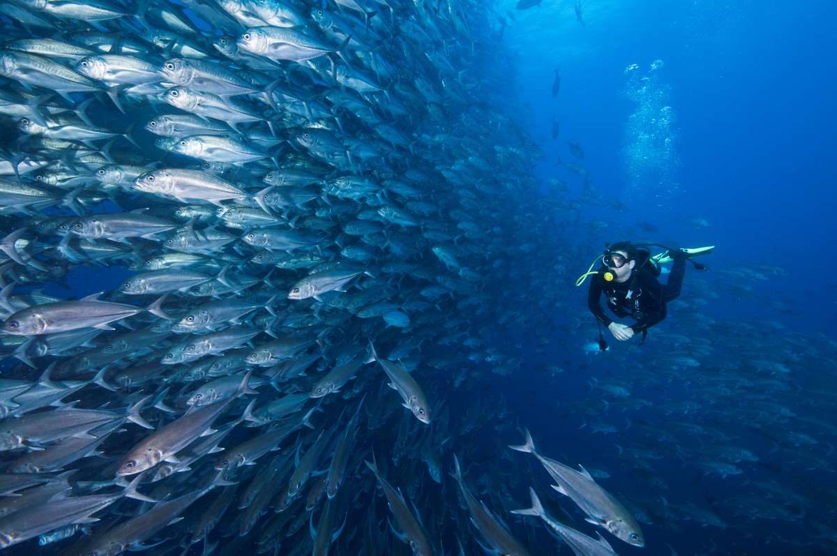 scuba diving in cocos islands