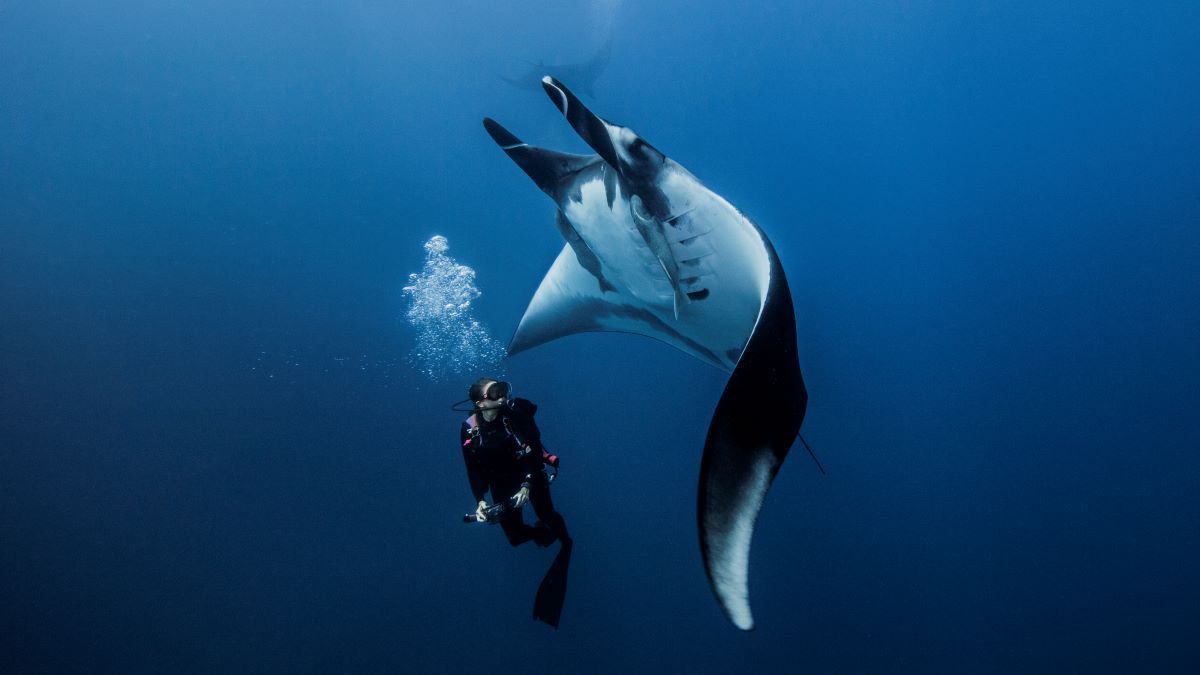 scuba diving in galapagos islands, ecuador