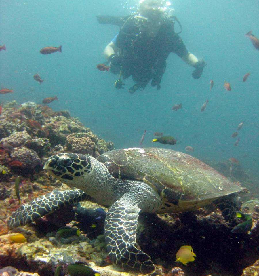 scuba diver swimming in the netrani island