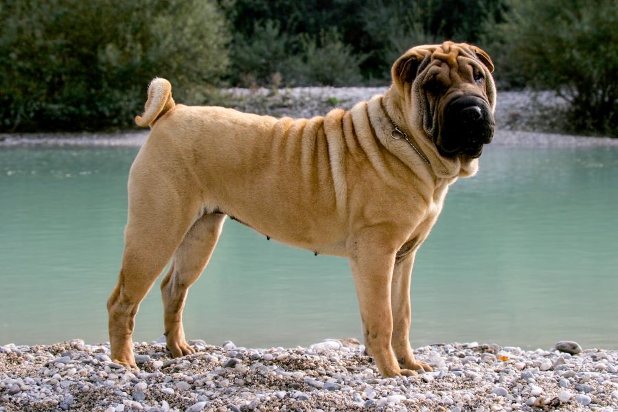 standing shar pei dog