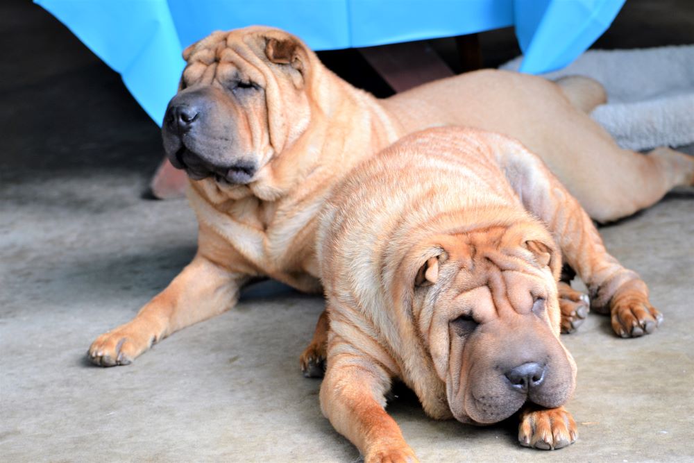 shar pei dog laying