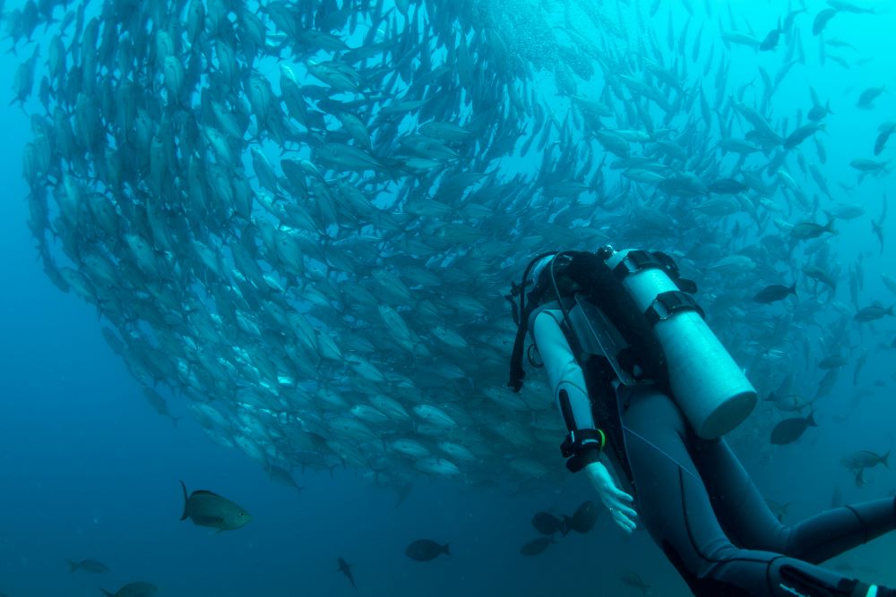 scuba diver looking at the fishes above scuba diver head
