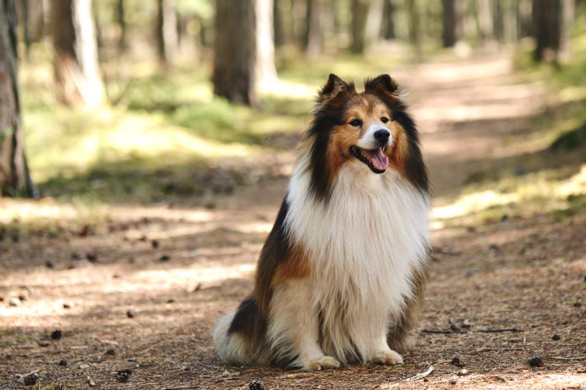 shetland sheepdog
