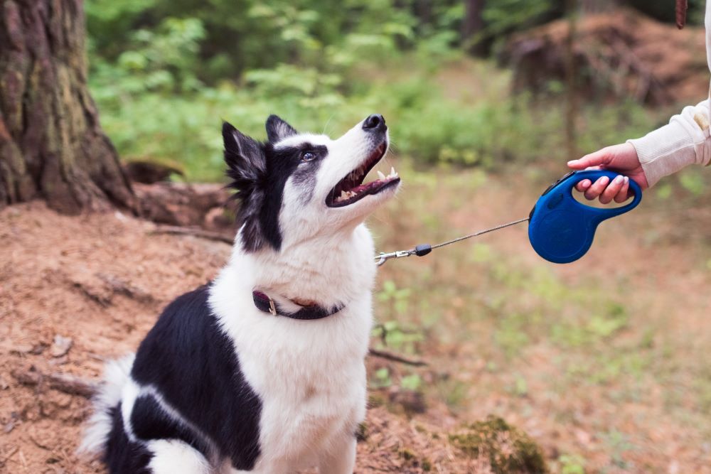 siberian husky on leash