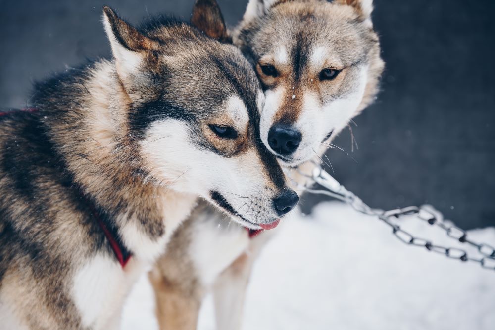 siberian husky dogs in snow