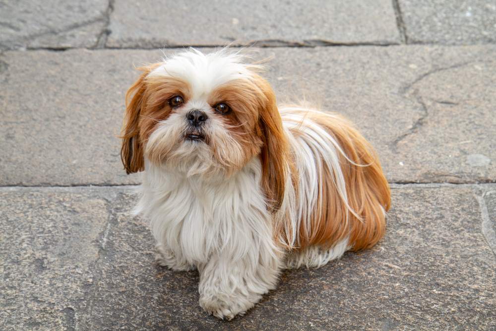 shih tzu dog