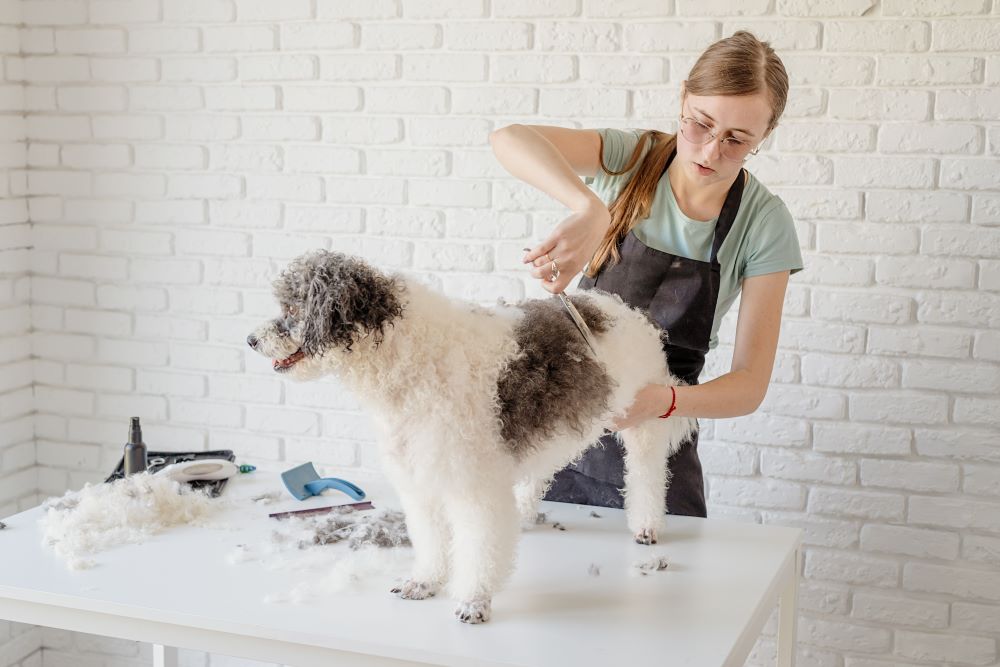 grooming bichon frise dog