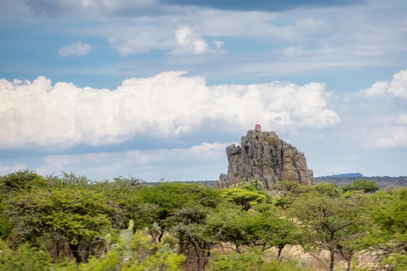 Tanzania Forest