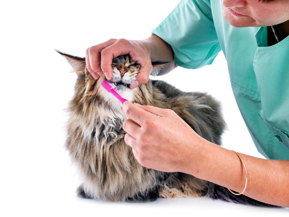cat dental care