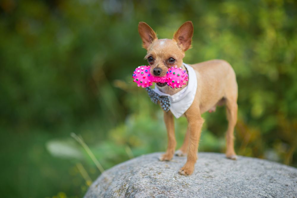 standing chihuahua dog