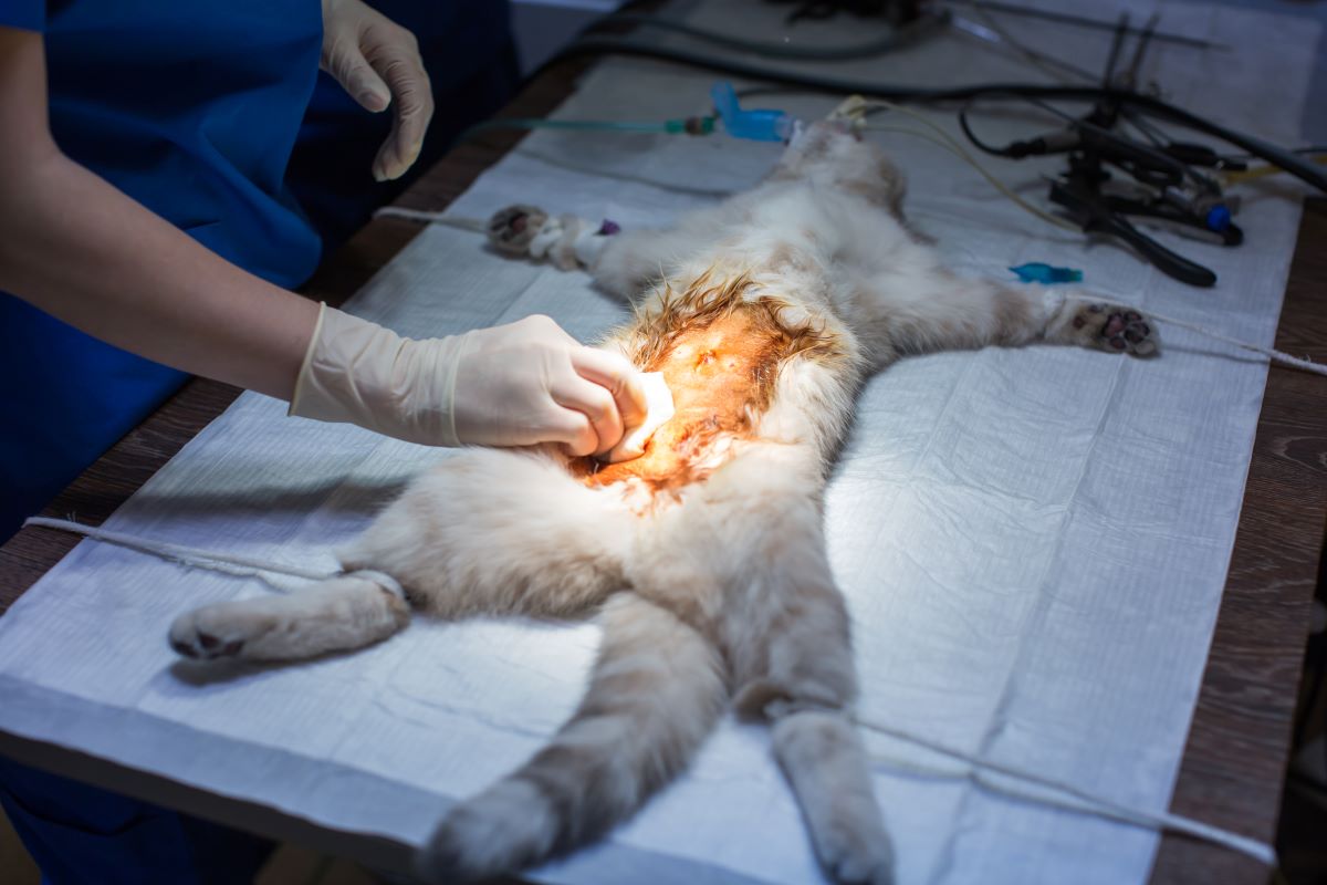 cat on operating table