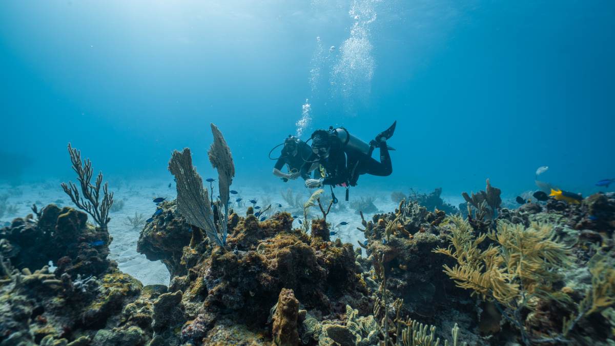 suba diving in portugal