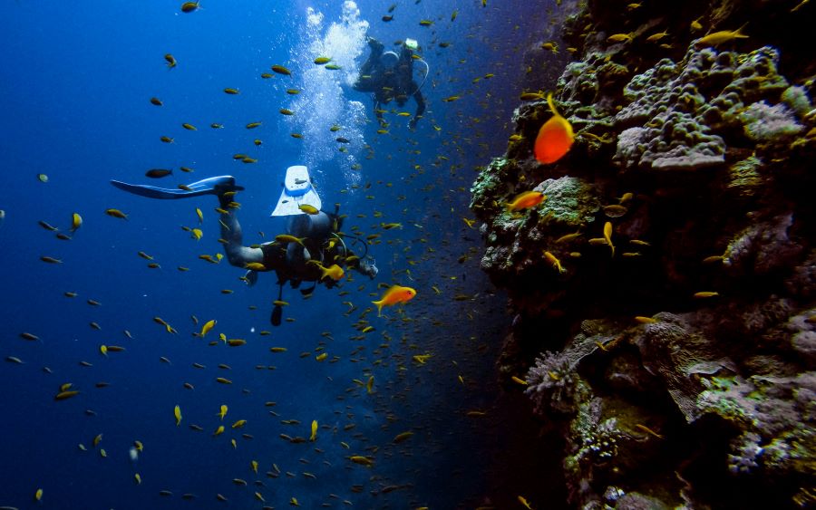 two scuba divers and yellow fishes with them