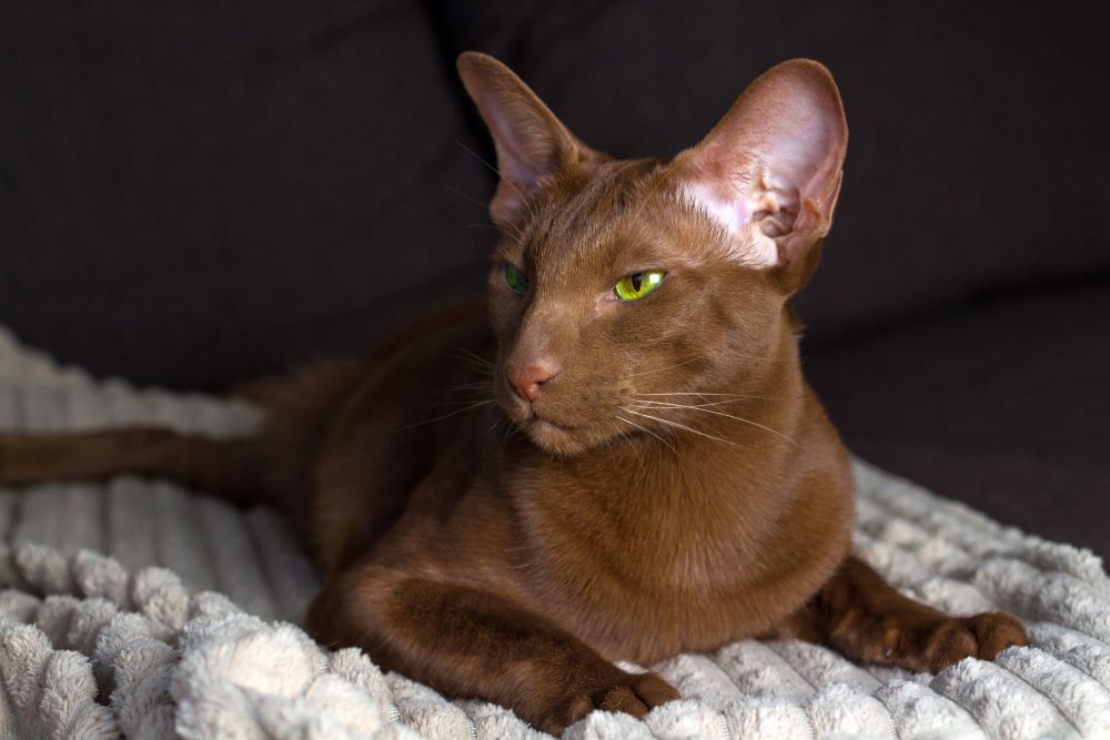 oriental cat sitting in mat