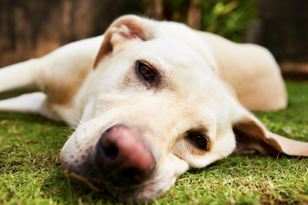 tired dog
