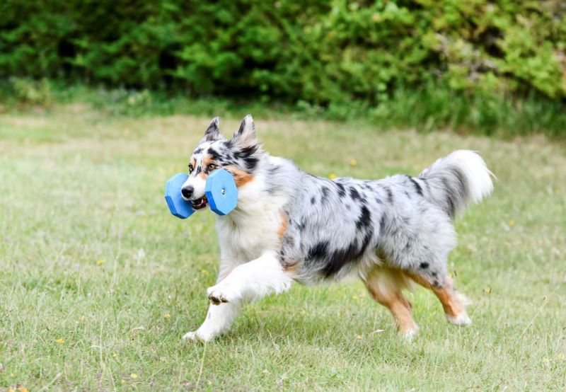 training of australian shepherd