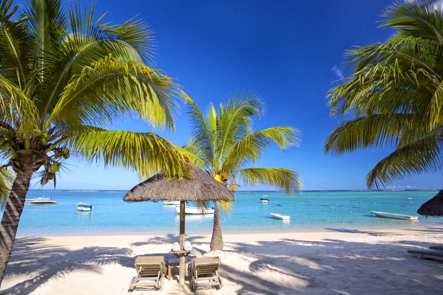 Palm tree on beach