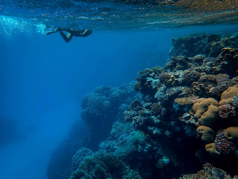 a human swimming in sea