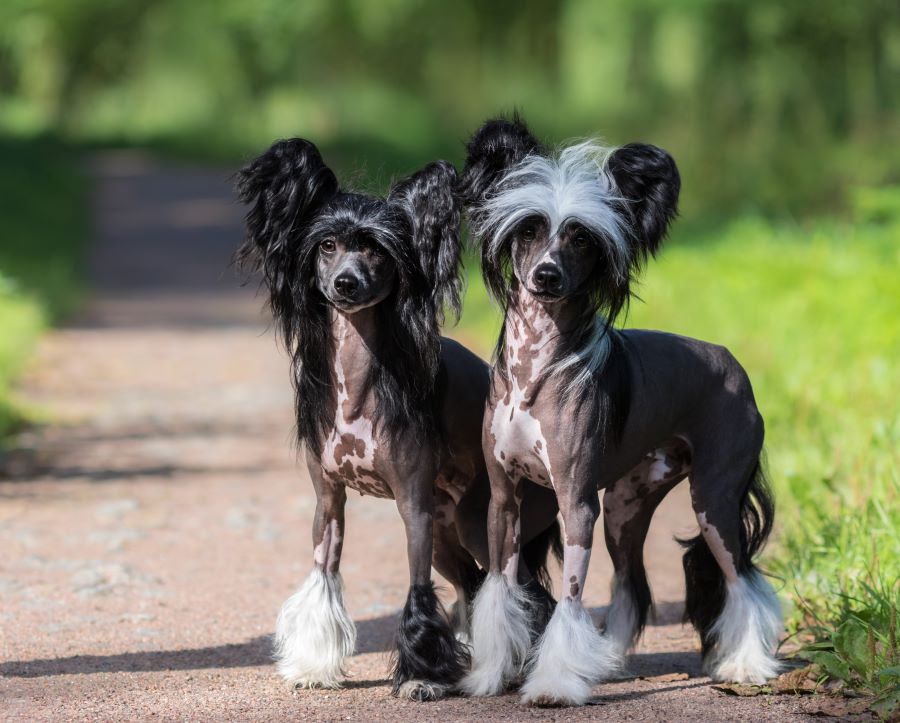 two chinese crested dogs