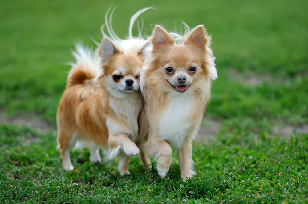 two chihuahua dog