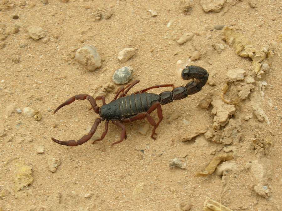 what are the types of scorpion venom