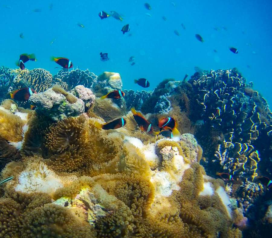 tubbataha reefs is a scuba diving paradise in the western philipines
