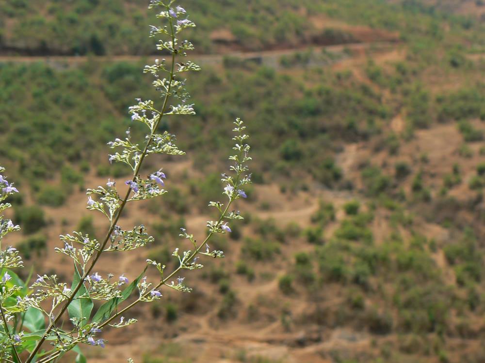 uses-of-nirgundi-flowers