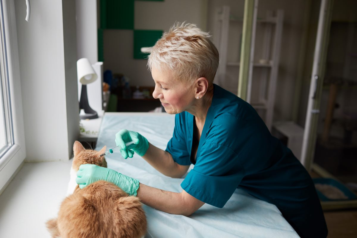 vaccination against rabies for cat