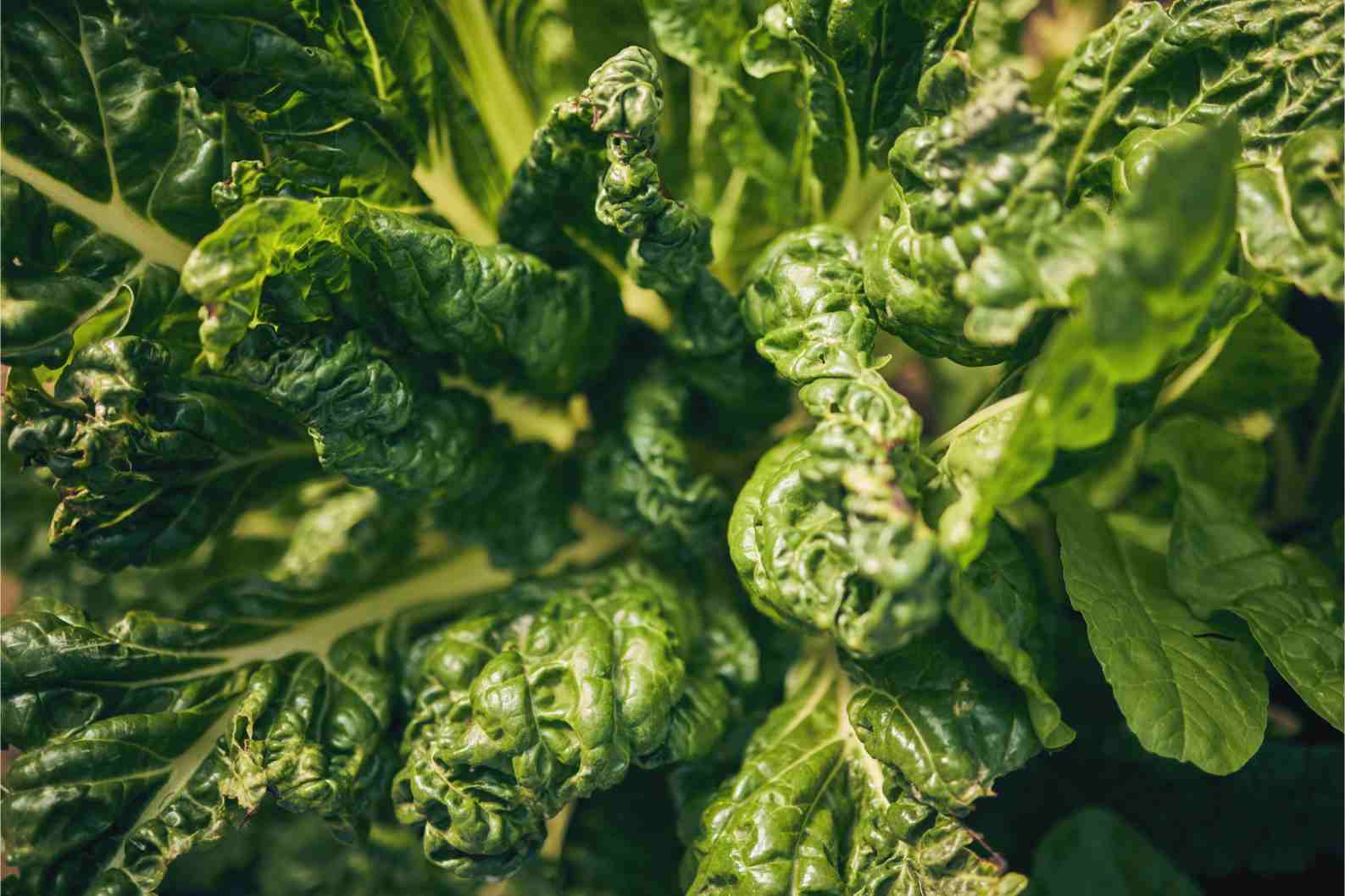 Vegetables for Dengue