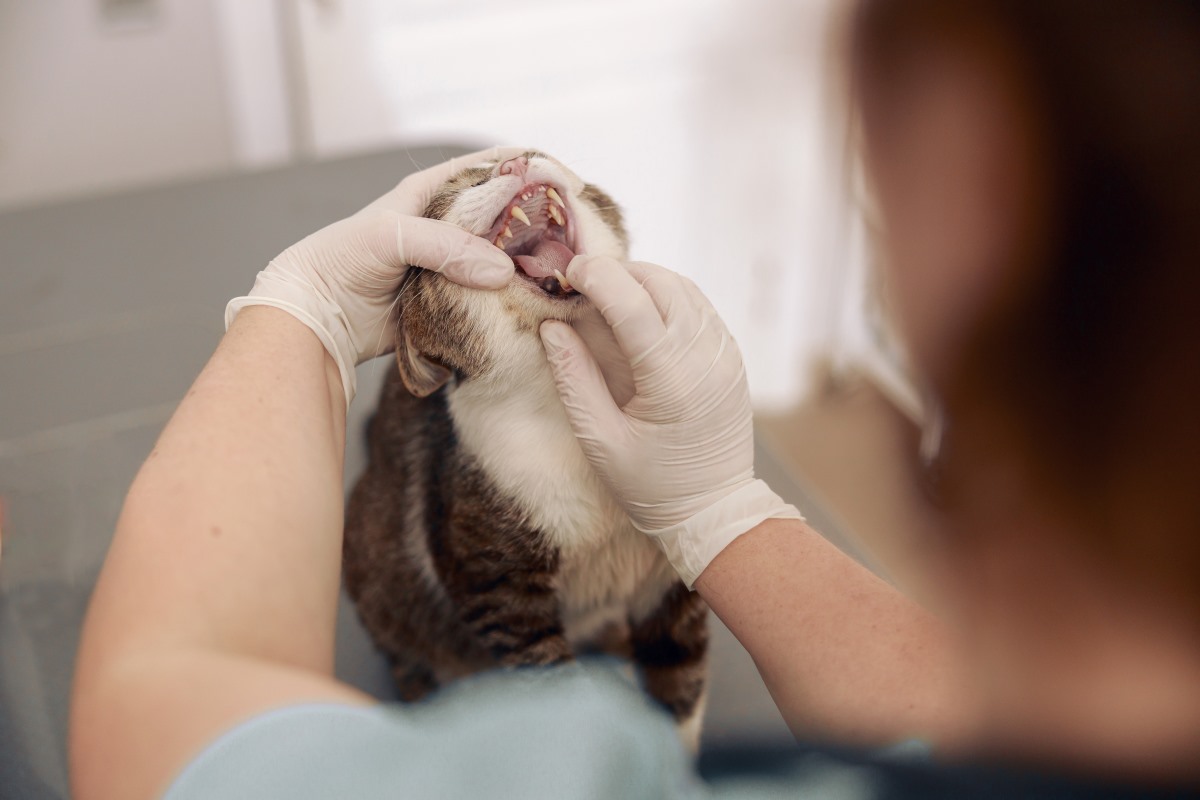 veterinarian in latex gloves