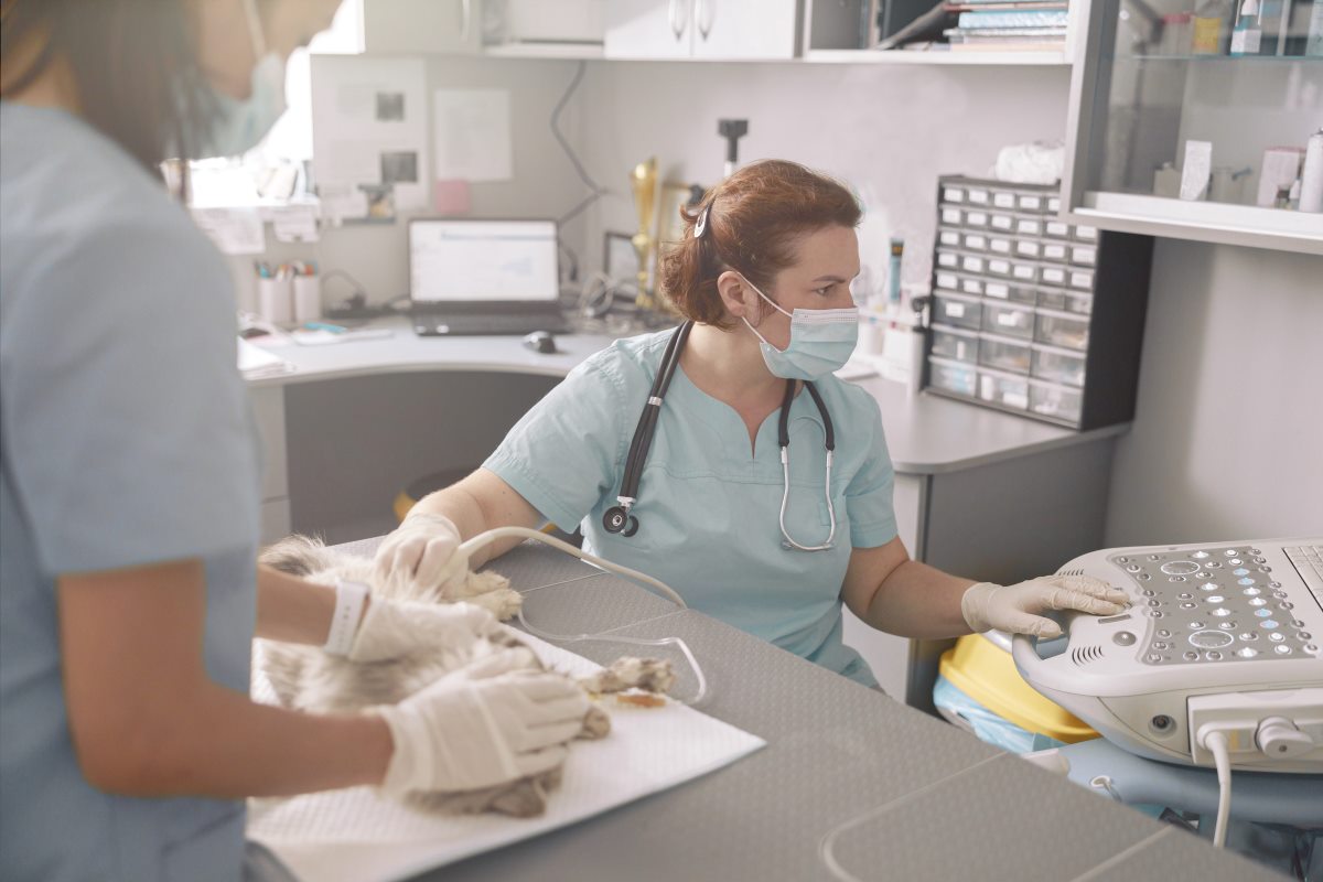 veterinarian performs ultrasound investigation