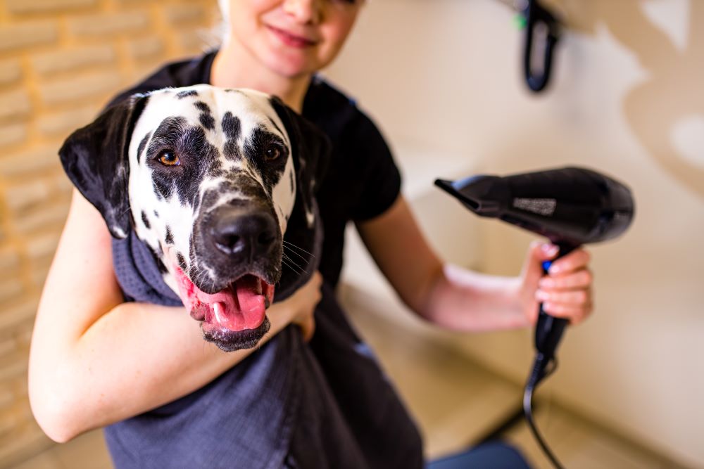 grooming dalmatian dog