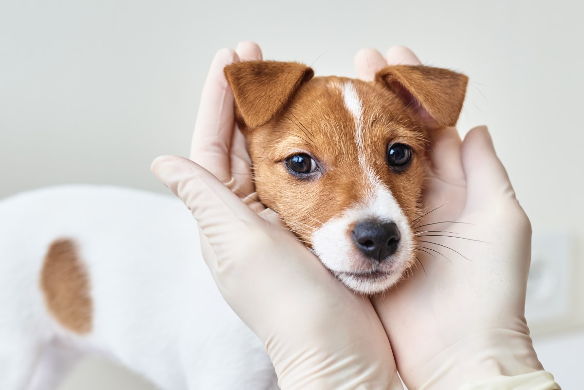 canine parvoviruso in dogs