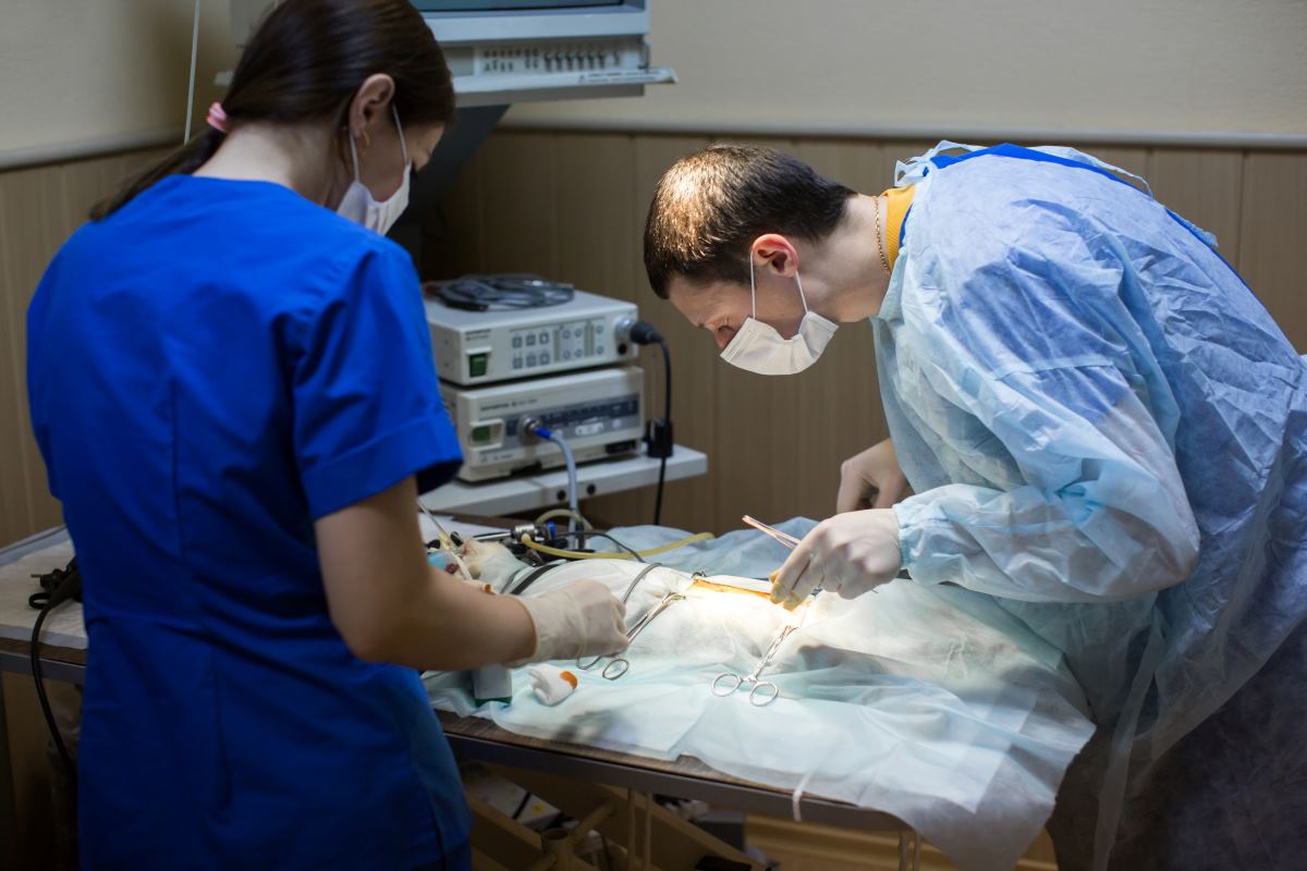 cat surgery in the clinic