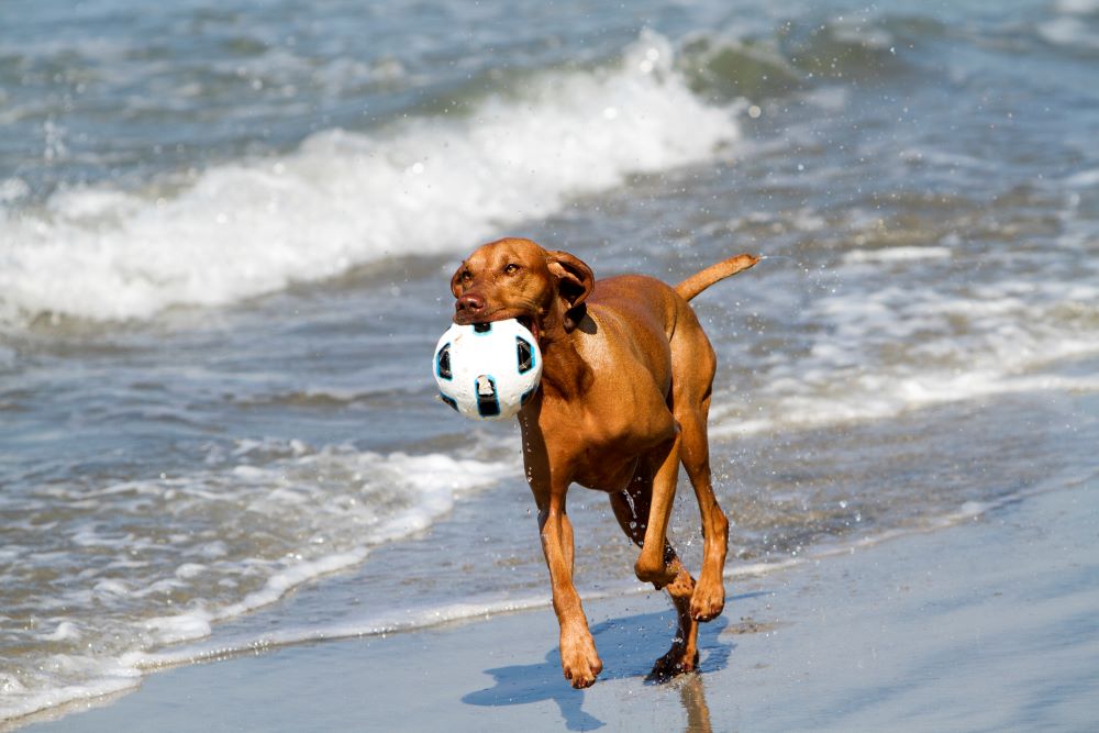 vizsla dog running on beach with ball